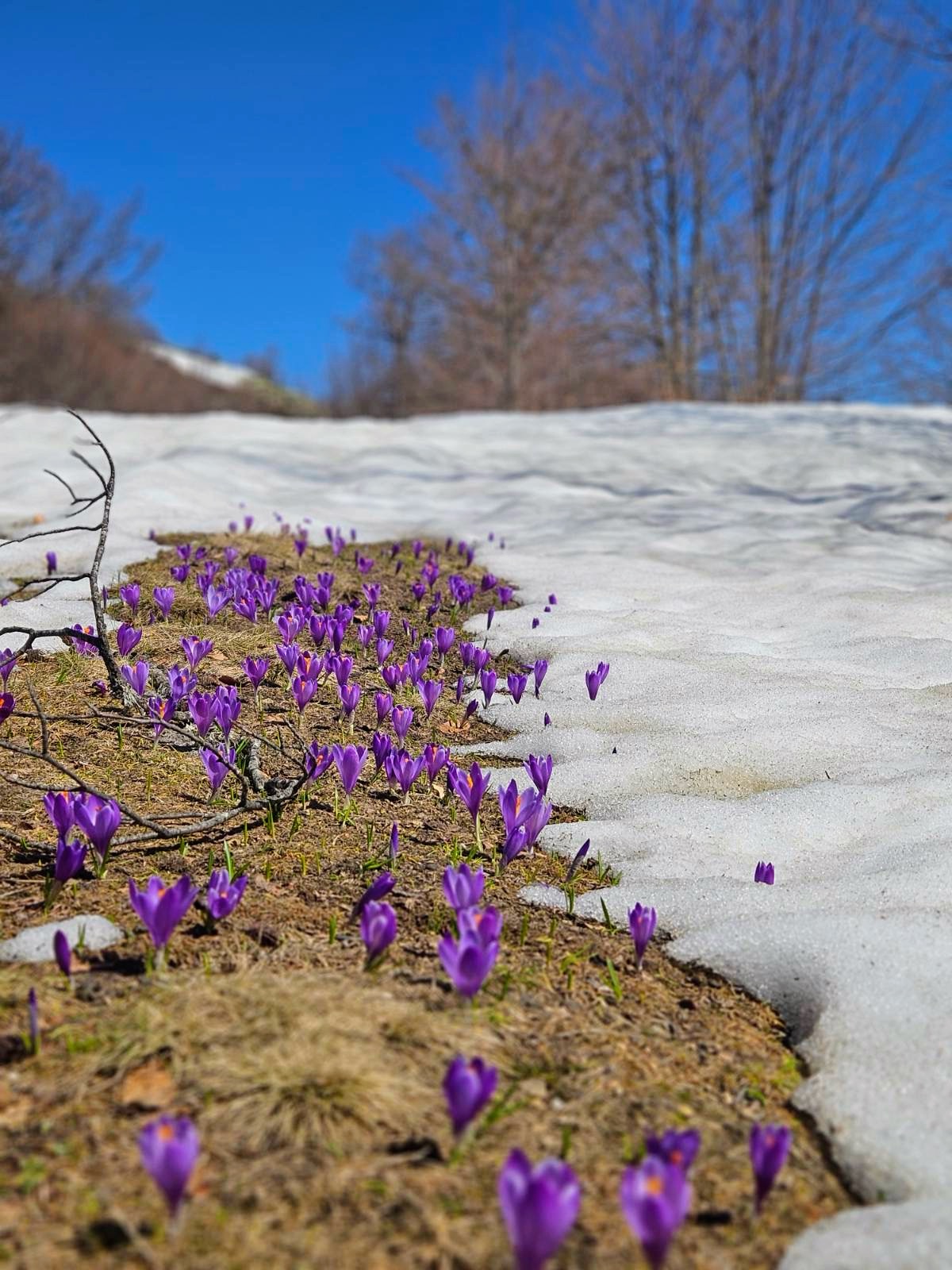 Bosnisk natur