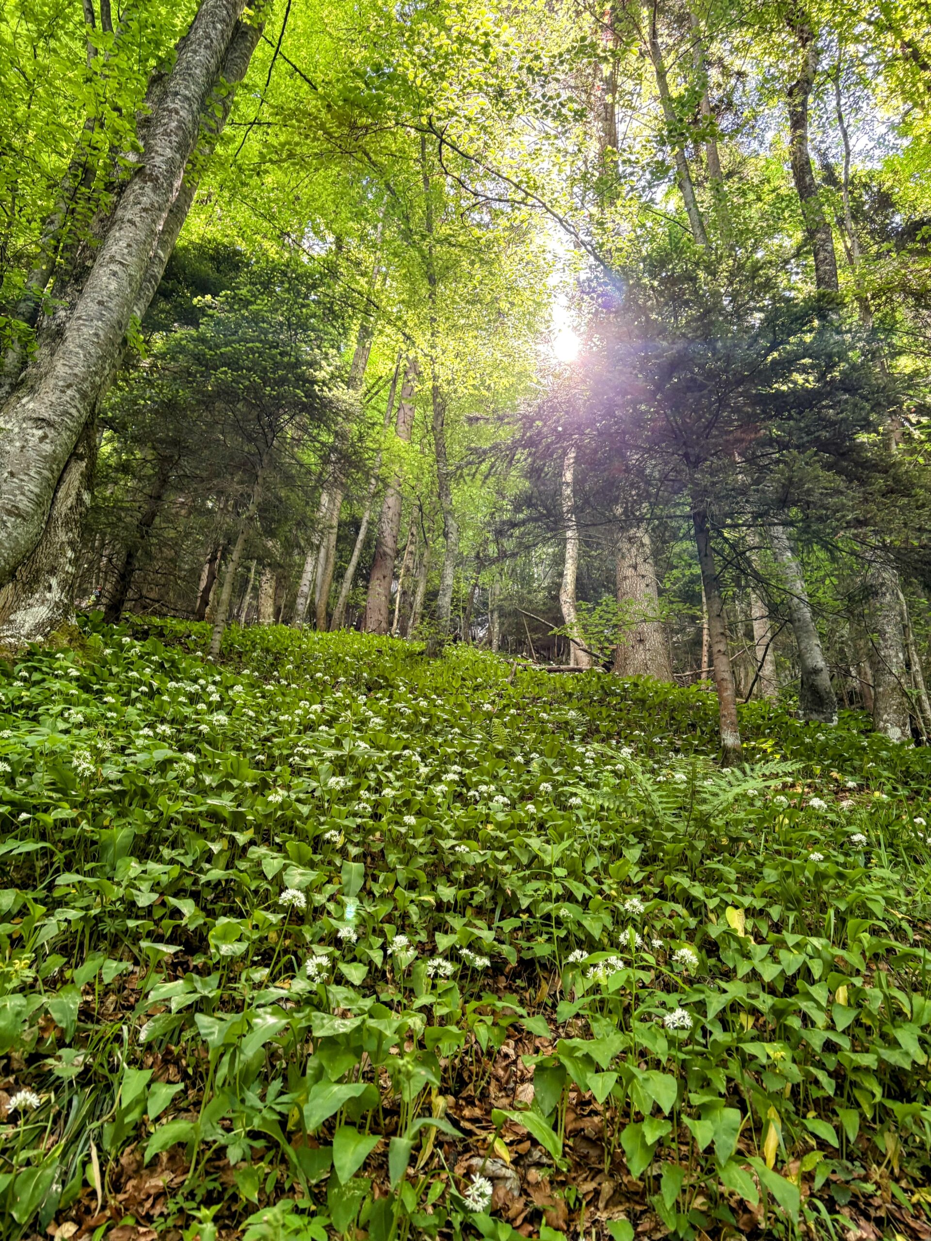 Bosnisk skov